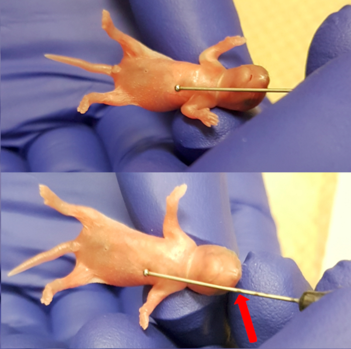 Rodent dissection diagram with needle insertion for anatomy examination, highlighting procedure steps.