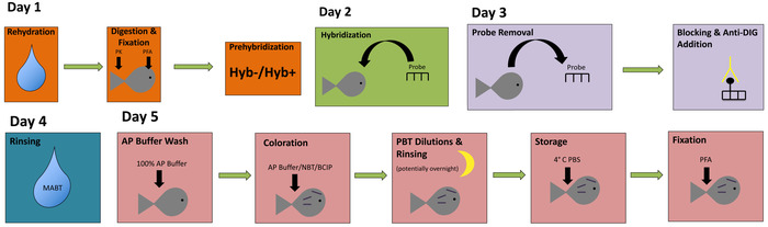 In situ hybridization workflow diagram showing steps for probe hybridization and detection in samples.