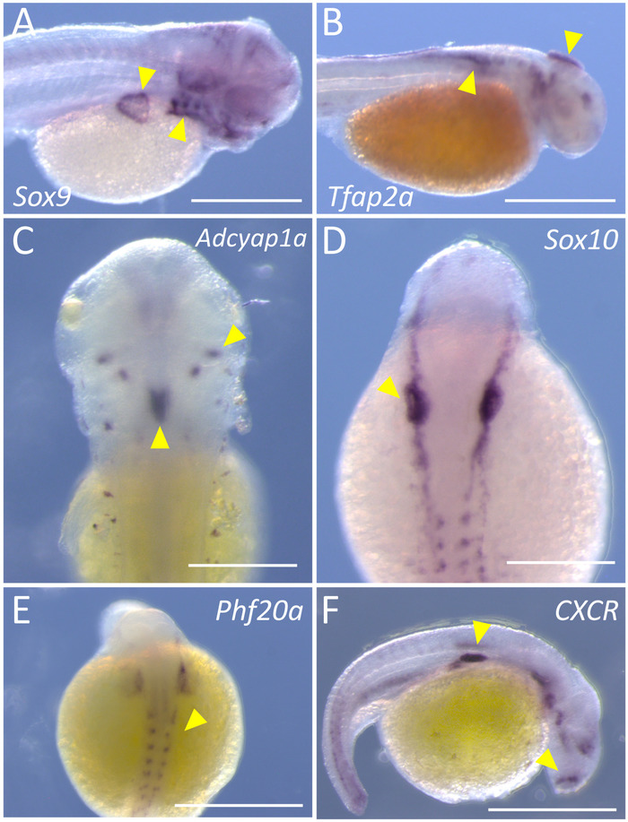 Embryo gene expression analysis showing Sox9, Tfap2a, Adcyap1a, Sox10, Phf20a, and CXCR markers.