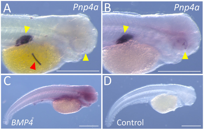 Zebrafish embryonic development comparison, Pnp4a and BMP4 staining, microscopy images.