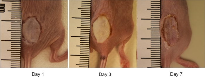 figure-results-4355
