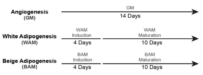 figure-protocol-23843