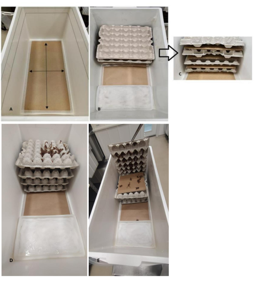 Insect rearing setup using egg cartons for habitat in multi-step experiment.