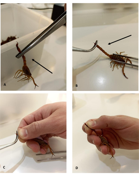 Scorpion handling process; steps with forceps; biological study illustration.