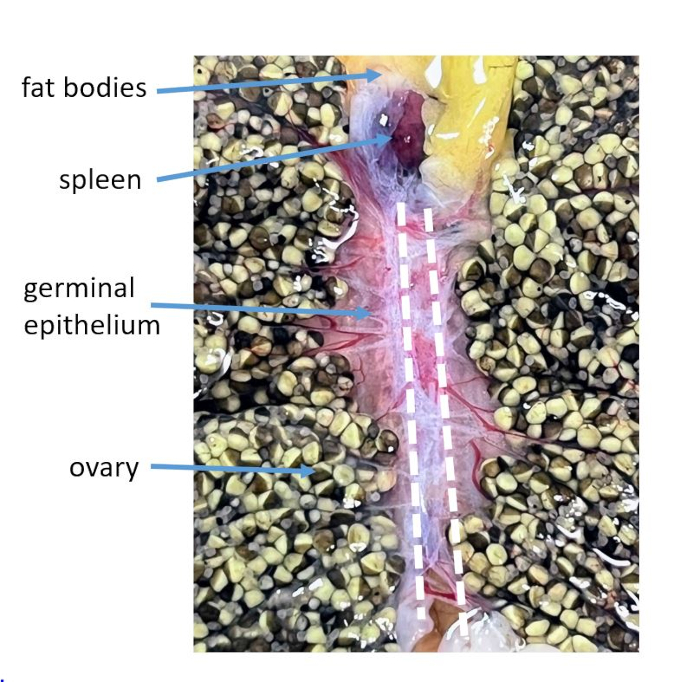 Labeled frog dissection diagram showing fat bodies, spleen, ovary, germinal epithelium.