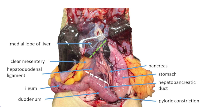 Dissection diagram; labeled digestive organs: liver, pancreas, stomach, duodenum, mesentery.