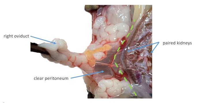 Anatomy diagram showing right oviduct, kidneys, and peritoneum in dissected specimen.