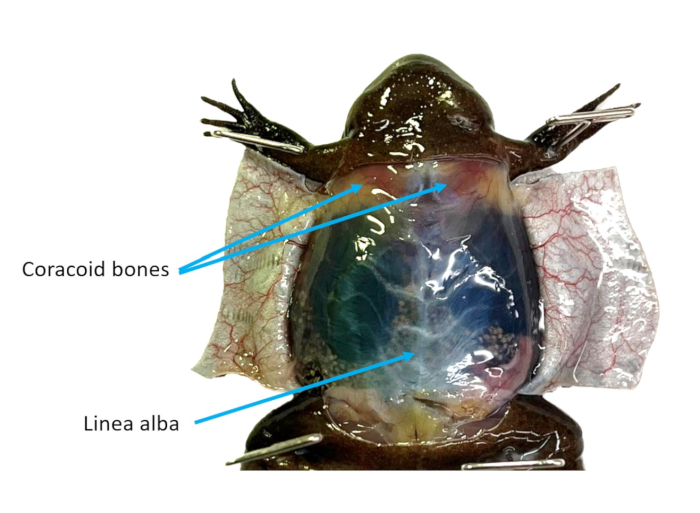 Frog dissection showing coracoid bones and linea alba, anatomical study diagram.