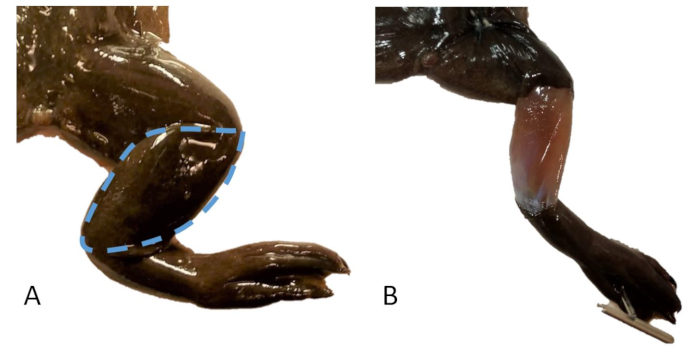 Frog dissection showing leg muscle comparison for anatomy study, experimental setup with dissection tools.