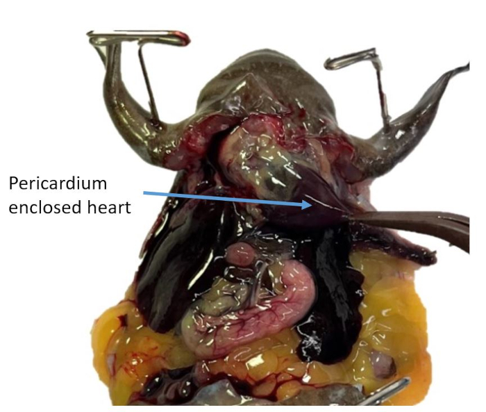 Dissection showing pericardium and heart in situ, anatomy, labeled diagram, educational use.