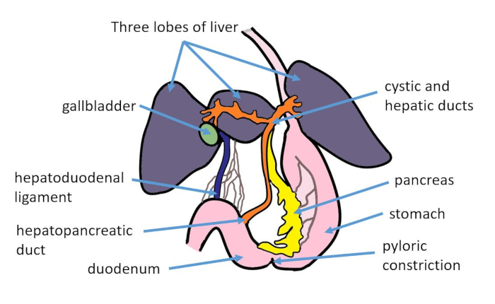 Anatomical diagram of liver and pancreas, showing ducts, gallbladder, duodenum, and labels.
