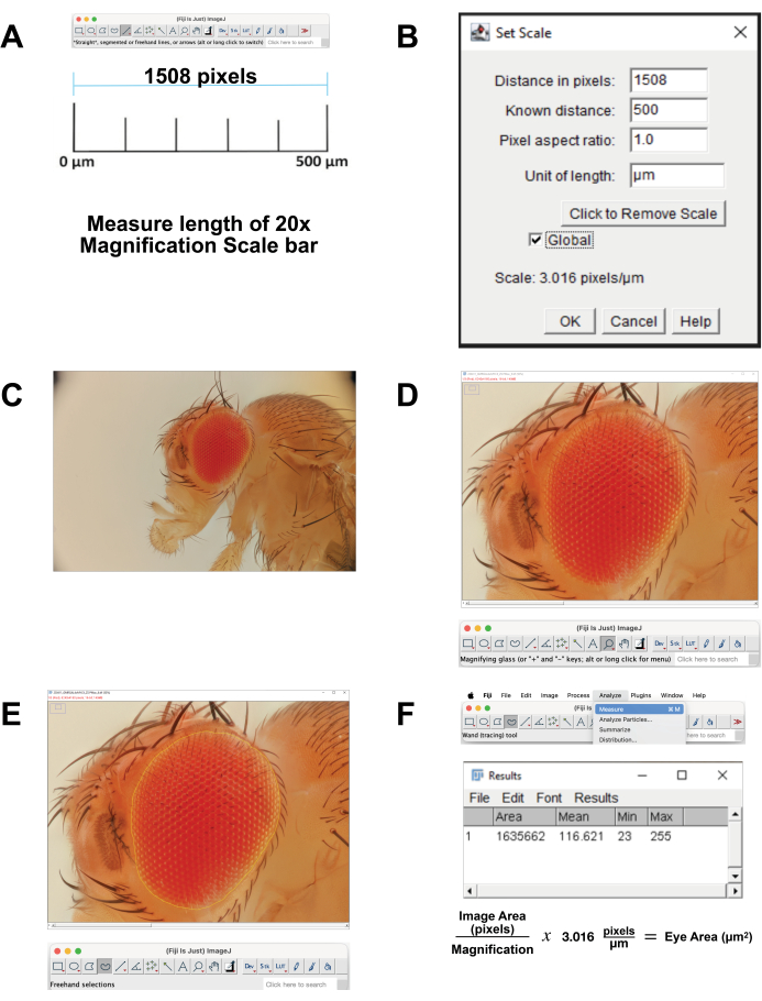 figure-protocol-13084